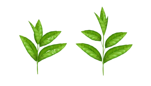 Realistic green leaf set design is perfect for tea and herbal product packaging