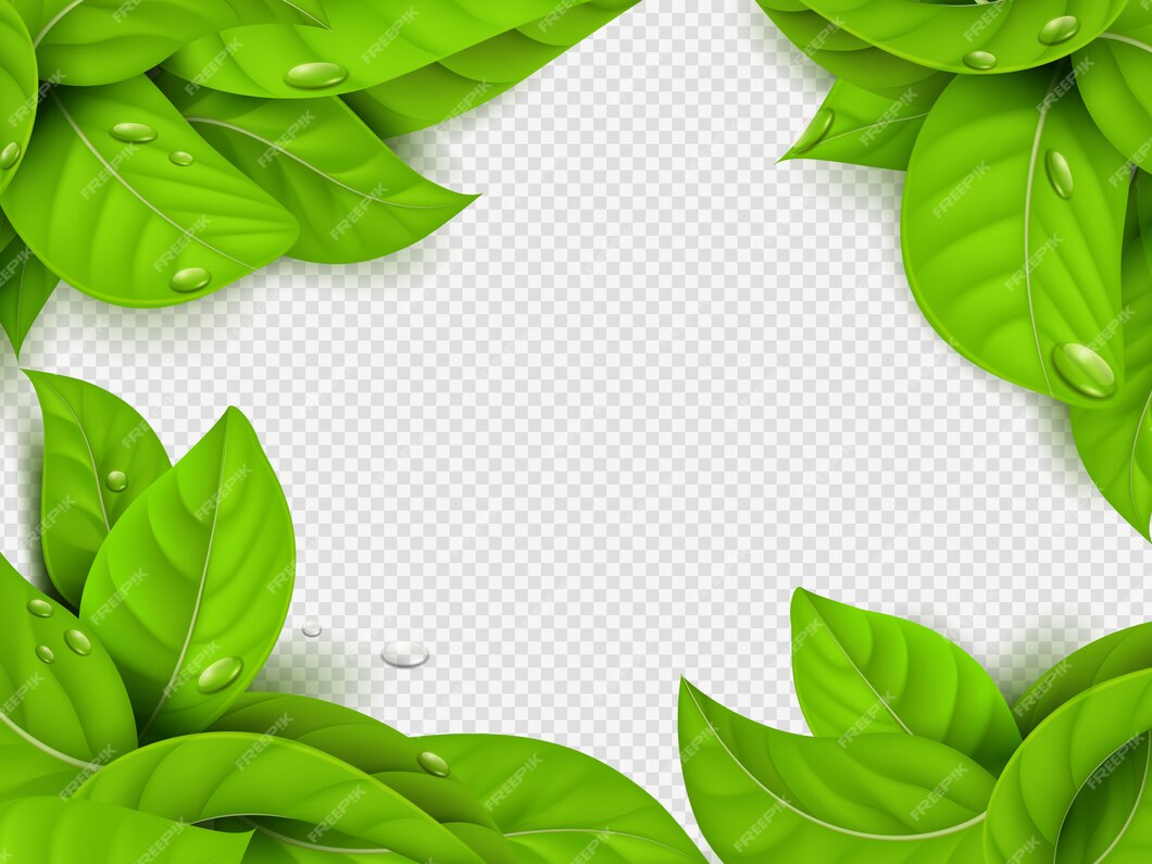 Premium Vector | Realistic green leaves with drops frame template with ...