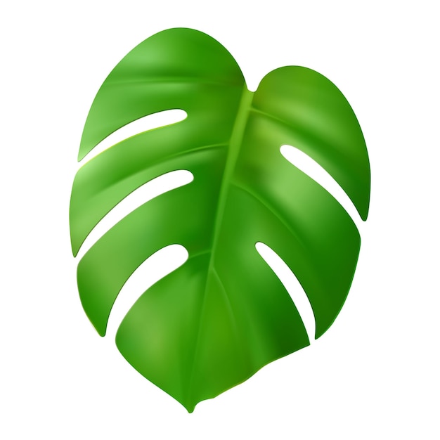 Realistic green monstera leaf Vector tropical palm leaf Highly detailed exotic jungle foliage