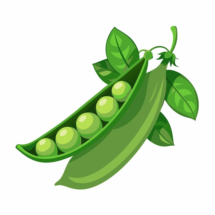 वेक्टर realistic green peas on white background