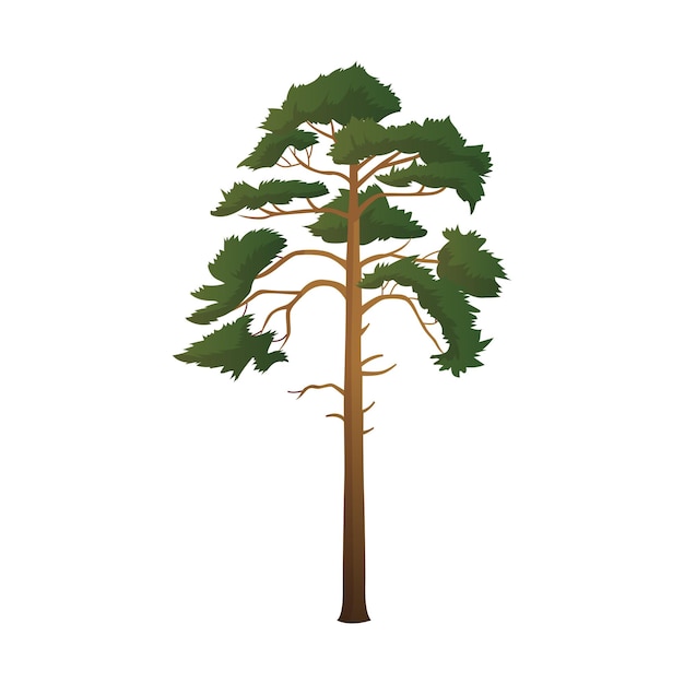 白い背景で隔離の現実的な緑の背の高い松の木ベクトル図