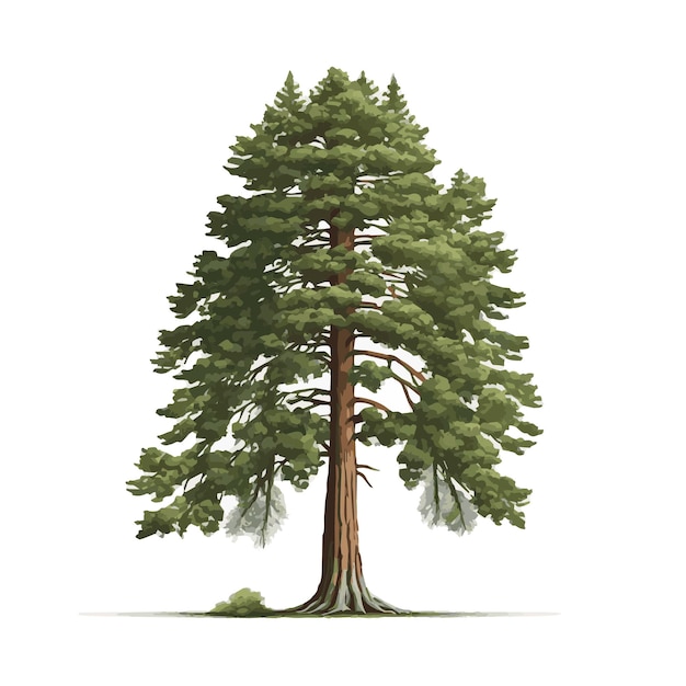 Vector realistic green tallest tree in the world sequoia on a white background vector