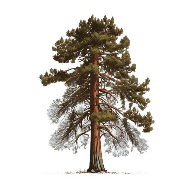 Realistic green tallest tree in the world sequoia on a white background Vector