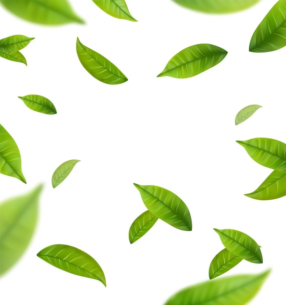 Realistic green tea leaves in motion