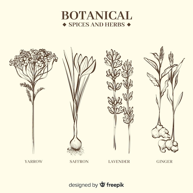 Вектор Реалистичные рисованной ботанические специи и травы