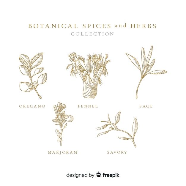 ベクトル リアルな手描きの植物性スパイスとハーブ
