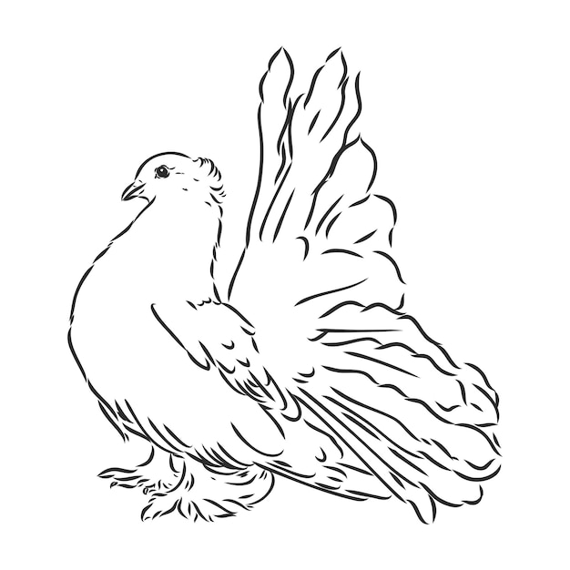 Realistic hand drawn dove. Vector illustration or element for your design.