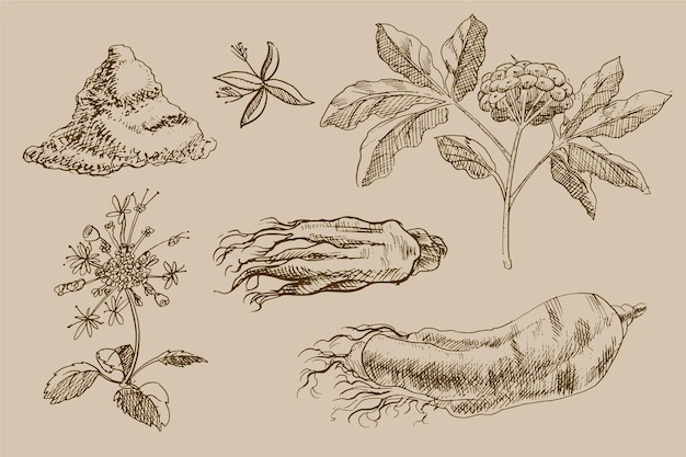 realistic hand drawn ginseng plant collection