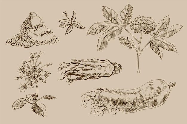 Vettore collezione di piante di ginseng disegnata a mano realistica