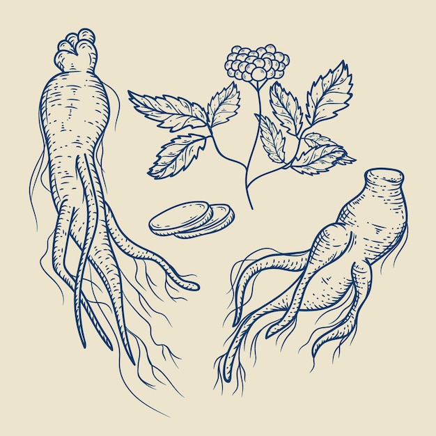 Vector realistic hand drawn ginseng plant collection