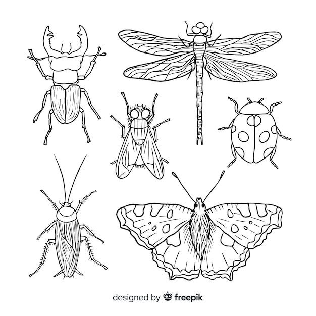 Vettore collezione di insetti disegnati a mano realistico