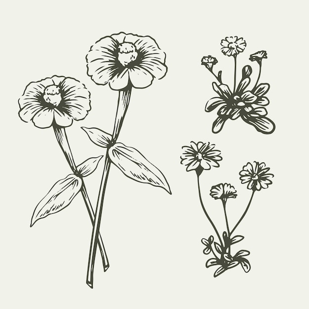 Realistic hand drawn organic  wild flowers