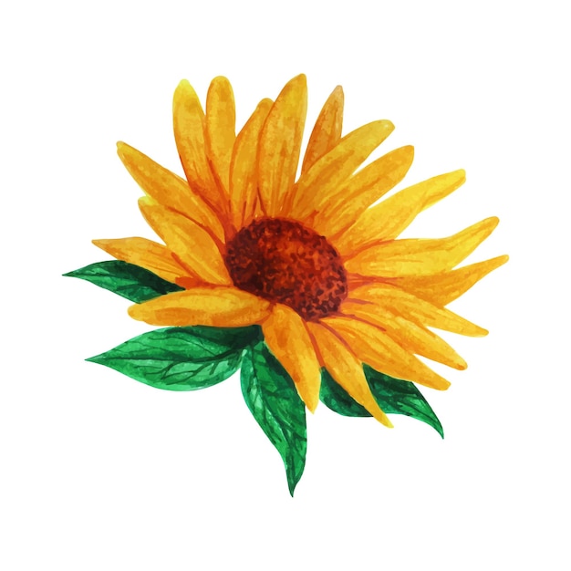 Realistic hand drawn watercolor decorative sunflower