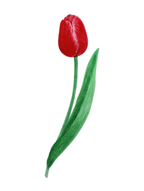 Realistic handdrawn watercolor red tulip