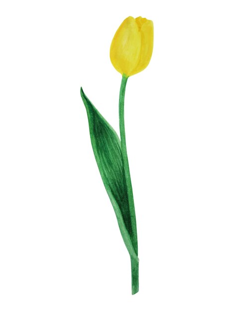 Realistic handdrawn watercolor yellow tulip