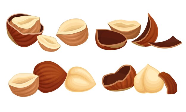 Realistic hazelnuts with whole and cracked shell vector set