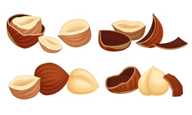 Vector realistic hazelnuts with whole and cracked shell vector set