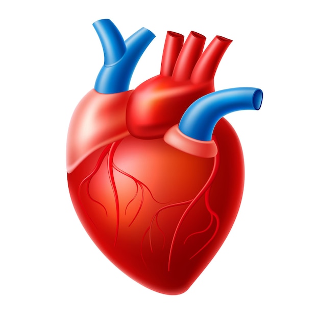 リアルな心臓の解剖学的構造。血液循環系の臓器、大動脈を伴う心筋、静脈。医薬品、薬局、教育デザインのための人間の心。
