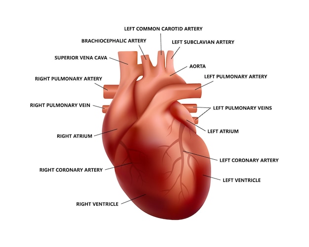 설명이 있는 현실적인 심장 해부학. 해부학 적으로 올바른 인간의 심장 그림의 다이어그램입니다.
