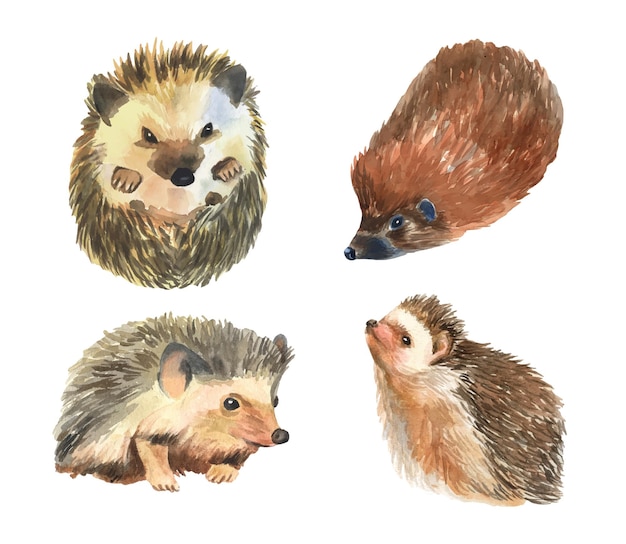 Realistic hedgehog watercolor drawing