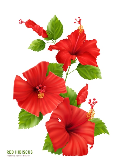 Realistic hibiscus flowers composition