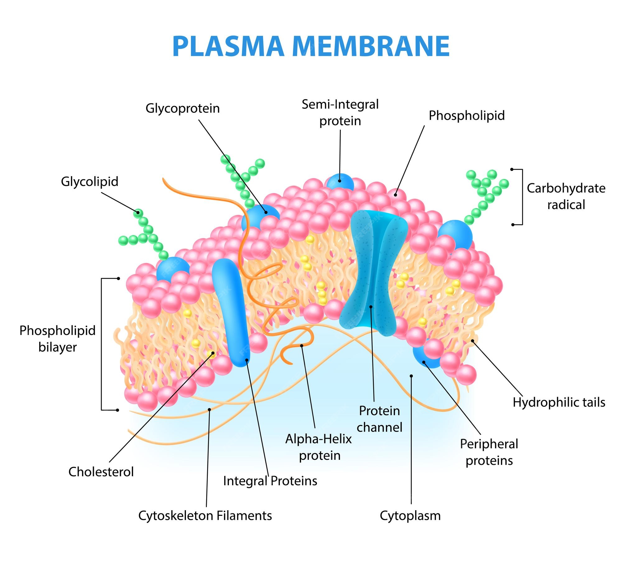 Cell Membrane Structure cell-membrane-structure