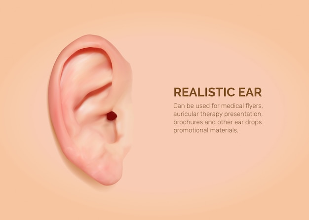 Realistic human ear.