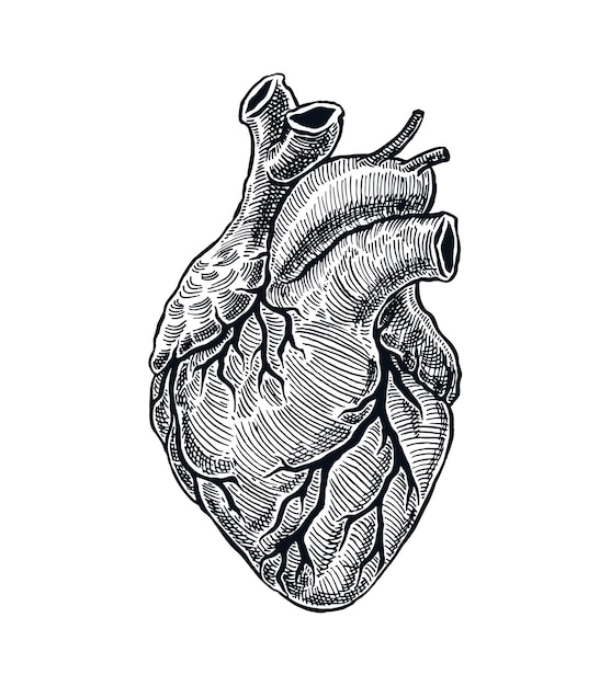 Vector realistic human heart in hand drawn