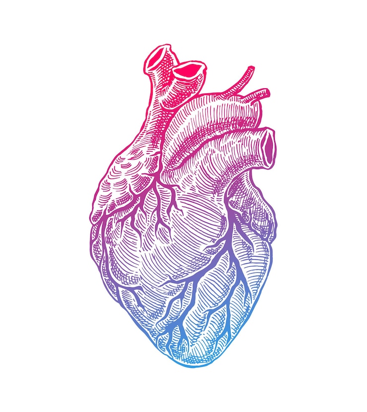 Vector realistic human heart. vintage style. hand drawn illustration