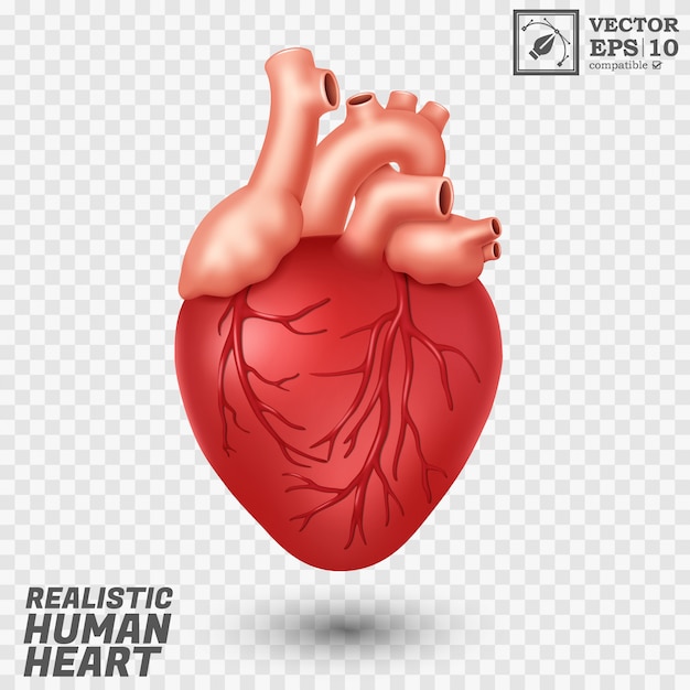 Vettore cuore umano realistico