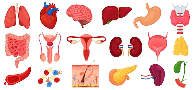 ベクトル 肺、腎臓、胃、腸、脳、心臓、脾臓、肝臓、皮膚、動脈、血液などで設定された現実的な人間の内臓アイコン、ベクトルフラットイラスト