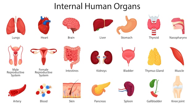 Вектор Реалистичные иконки внутренних органов человека с легкими, почками, желудком, кишечником, мозгом, сердцем, селезенкой и печенью, кожей, артерией, кровью и т. д., плоской векторной иллюстрацией