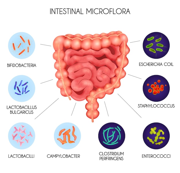 Realistic human internal organs intestinal microflora bacteria infographic with Escherichia coil staphylococcus enterococci clostridium perfringens lactobacilli and other descriptions  illustration