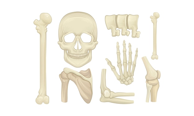 Realistico set vettoriale di parti dello scheletro umano anatomia concetto scheletrico