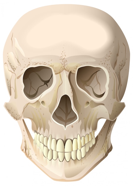 Vettore cranio umano realistico