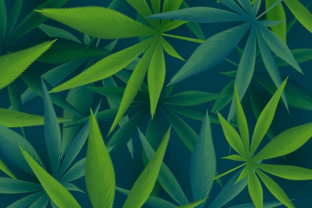 Vector realistic illustration cannabis leaf background