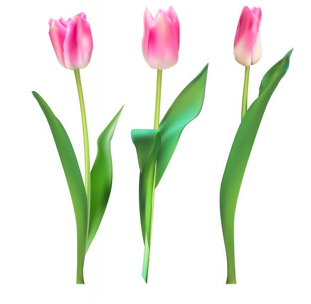 Realistic  illustration colorful tulips background