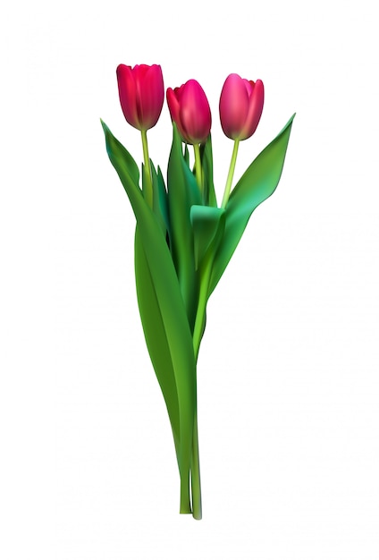 Realistic Illustration Colorful Tulips