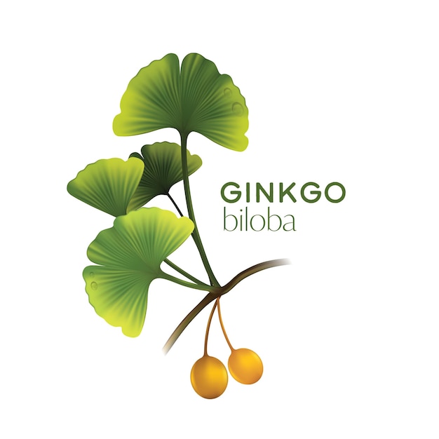 Realistic illustration cosmetic  with ingredients Ginkgo biloba
 skincare cosmetic