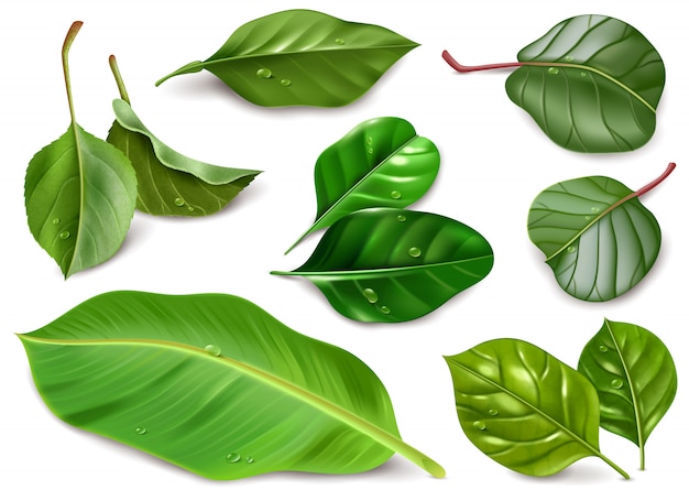 Realistic illustration of fruit leaves with water drops on white