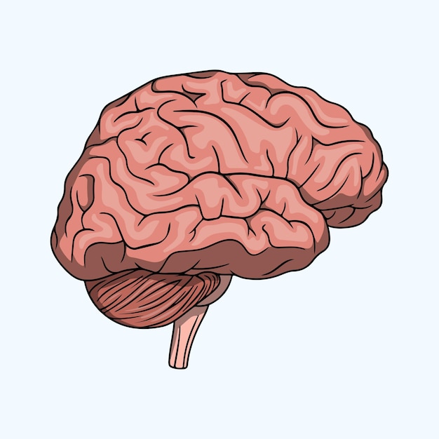 健康な人間の脳の解剖学の現実的なイラスト