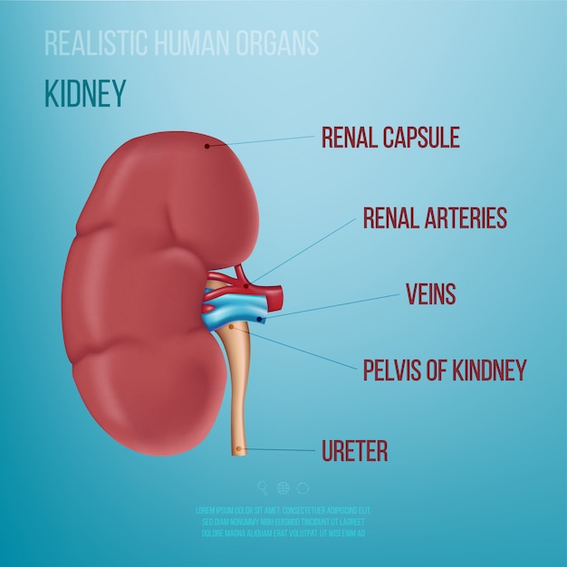 Realistic illustration of a human kidney