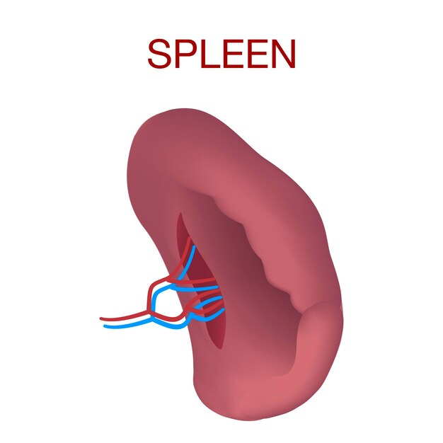 Illustrazione realistica del modello vettoriale della milza per il web design isolato su sfondo bianco