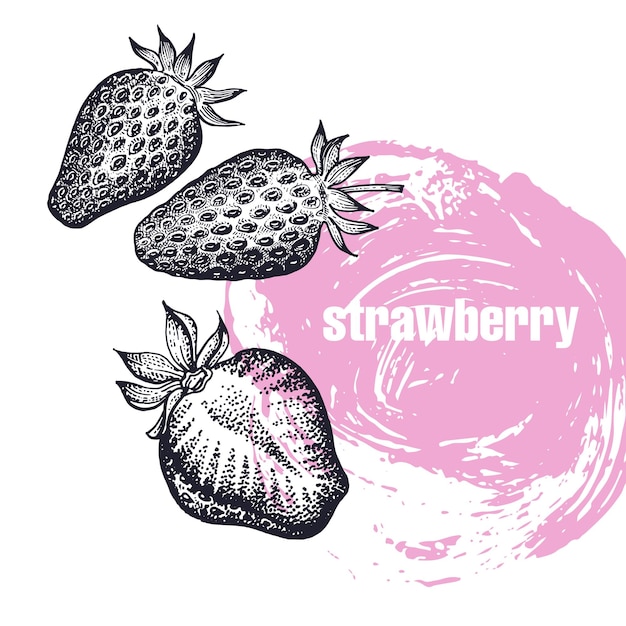 Vector realistic illustration of strawberry isolated on white background