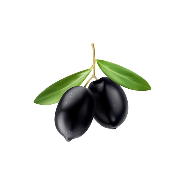 Realistic isolated black olives on branch with leaves Closeup 3d vector fresh plump glossy berries hanging on stem adorned with vibrant foliage promising a taste of Mediterranean cuisine