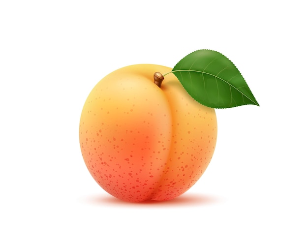 Realistic isolated ripe apricot fruit with leaf