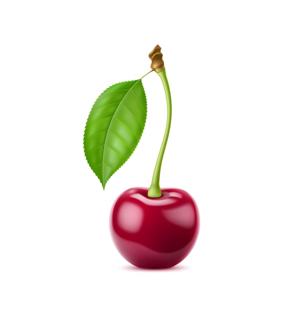 Vector realistic isolated ripe raw cherry berry with leaf