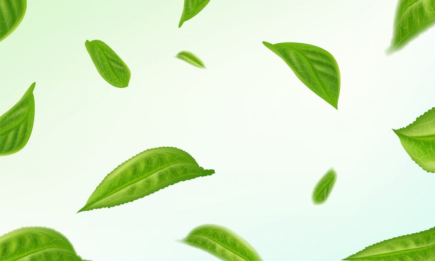 Realistic isolated tea leaves circling Background