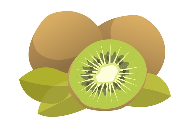 Realistic kiwi fruit on white background Vector illustration