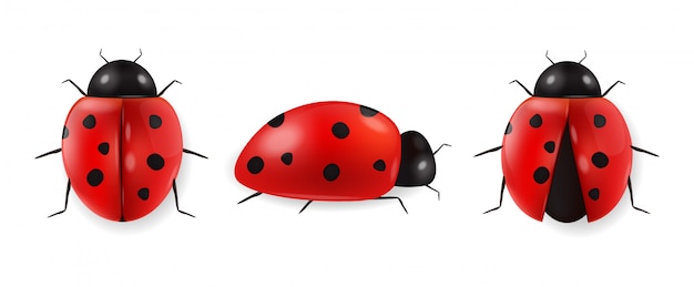 Realistic ladybug set isolated, hello spring, red insect